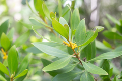 Persoonia stradbrokensis