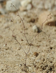 Nemacladus secundiflorus robbinsii