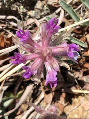 Astragalus mollissimus