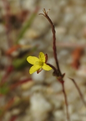 Camissonia contorta