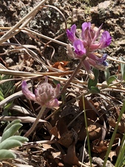 Astragalus mollissimus