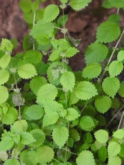 Hesperocnide tenella