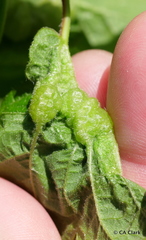 Contarinia negundinis