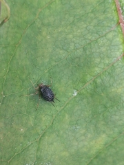 Hemiptera