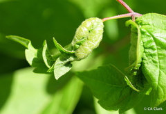 Contarinia negundinis