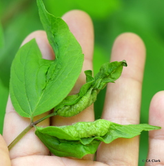 Contarinia negundinis