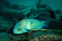 Purple Tuskfish photo 2