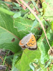 Lycaena phlaeas daimio