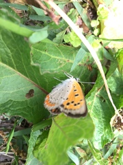 Lycaena phlaeas daimio