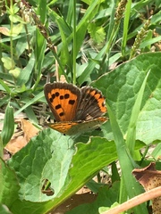 Lycaena phlaeas daimio