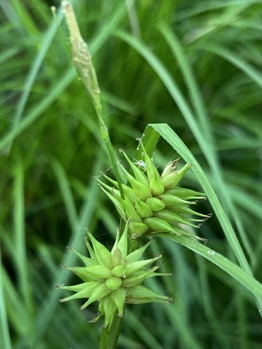 Elliott's Sedge (Carex elliottii)