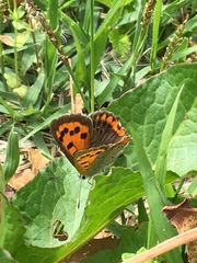 Lycaena phlaeas daimio