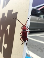 Dicelosternus corallinus