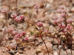 Eriogonum nortonii
