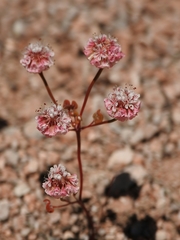 Eriogonum nortonii