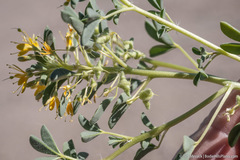 Cleomella obtusifolia