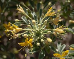 Cleomella obtusifolia