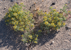 Cleomella obtusifolia