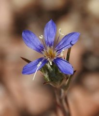 Eriastrum virgatum