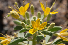 Cleomella obtusifolia