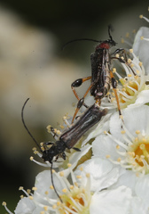 Callimoxys fuscipennis