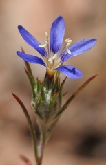 Eriastrum virgatum