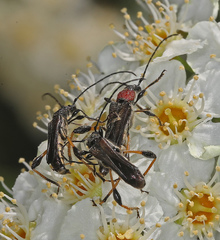 Callimoxys fuscipennis