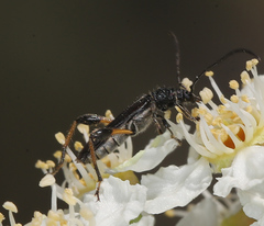 Callimoxys fuscipennis