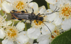 Callimoxys fuscipennis