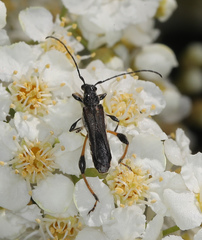 Callimoxys fuscipennis