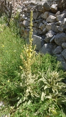Verbascum adeliae