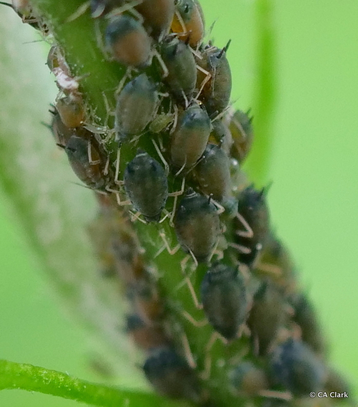 Melon Aphid (Hemiptera (bugs, aphids and hoppers) of the British Indian