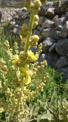 Verbascum adeliae