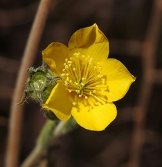 Mentzelia gracilenta