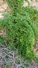 Campanula amorgina
