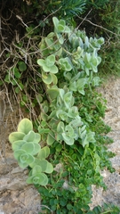 Origanum calcaratum