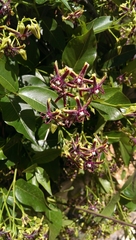 Periploca