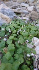 Cymbalaria longipes