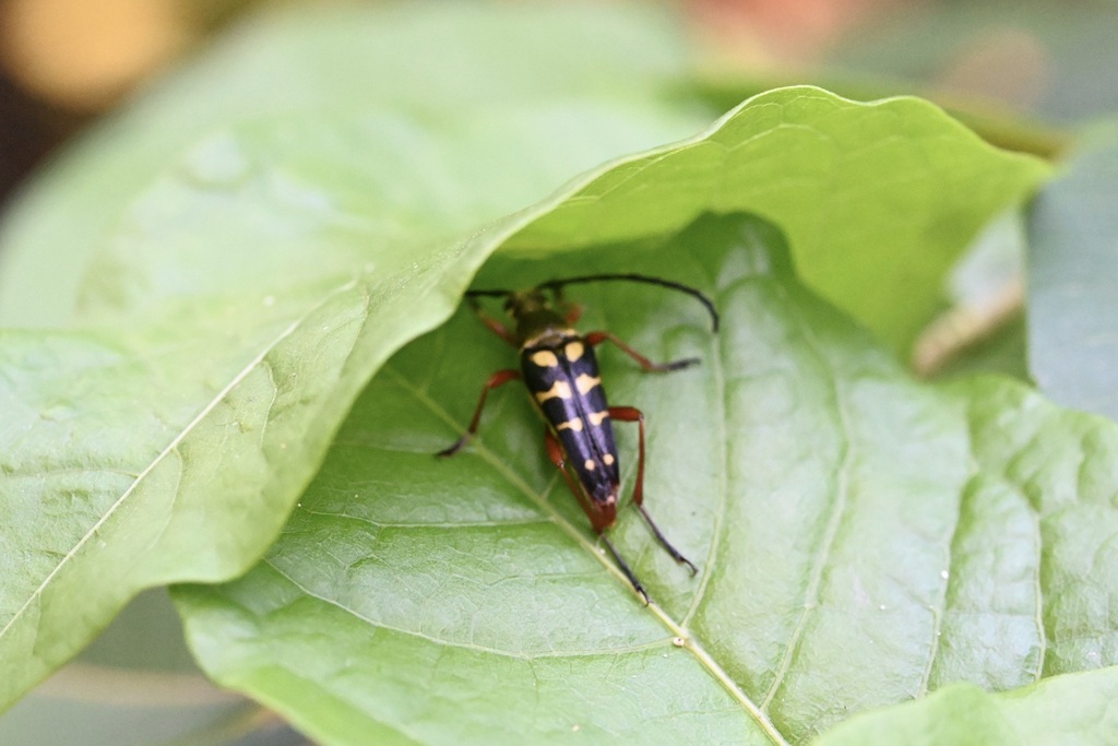 Typocerus acuticauda standishi