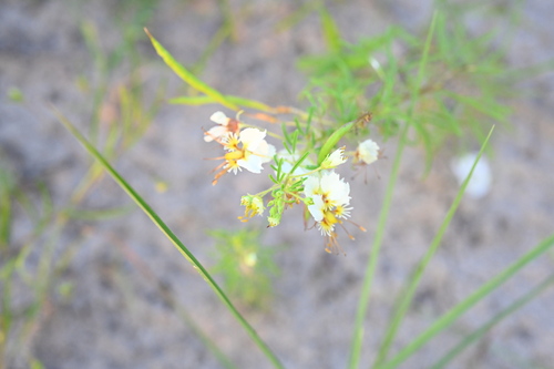Image of Polanisia erosa by (c) Stephanie Tran, some rights reserved (CC BY)