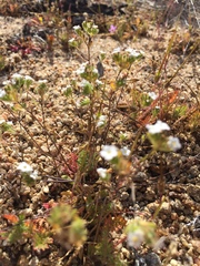 Eremocarya micrantha