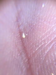 Eremocarya micrantha