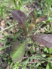 Triosteum perfoliatum