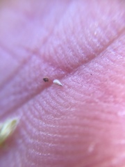 Eremocarya micrantha