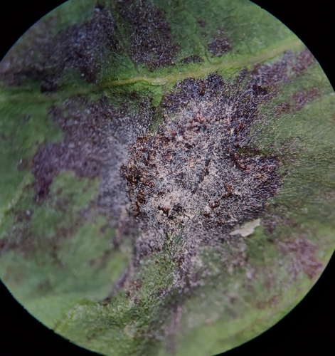 Oídio (Oidium mangiferae)