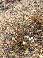 Eremocarya micrantha
