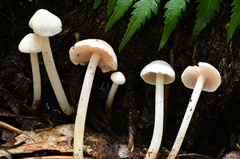 Entoloma niveum