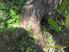 Platymiscium