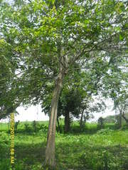 Platymiscium