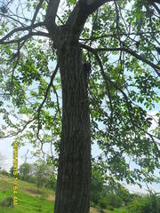 Platymiscium